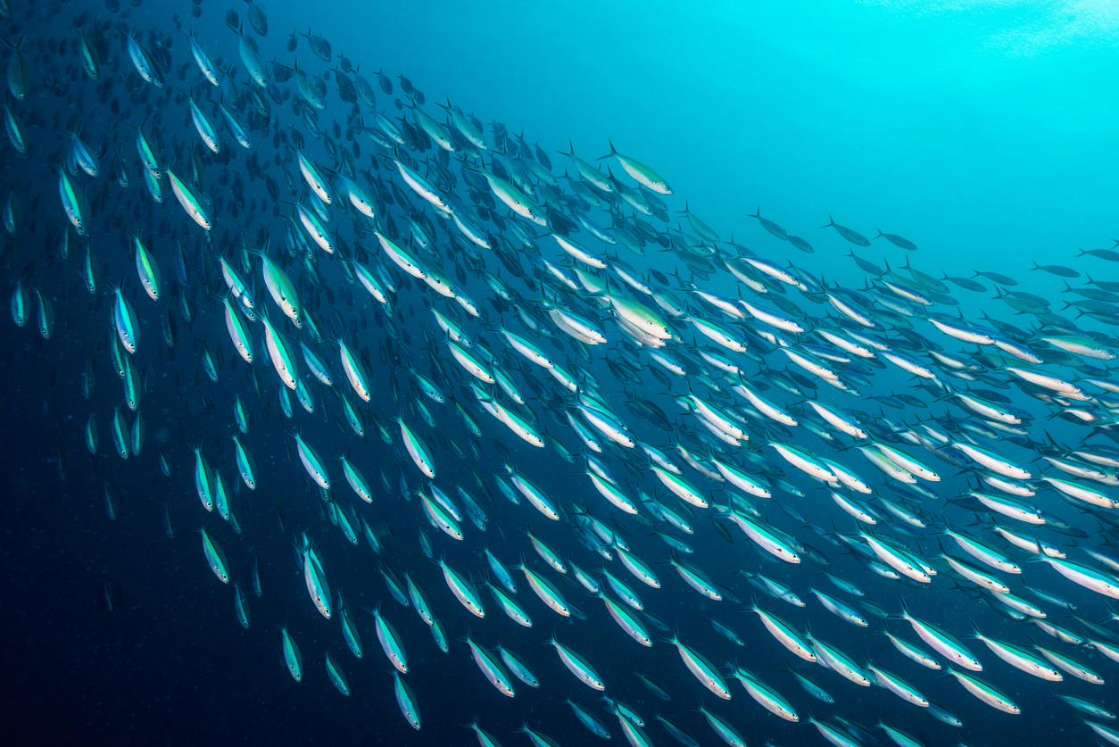 A school of fish swimming in a deep blue sea.